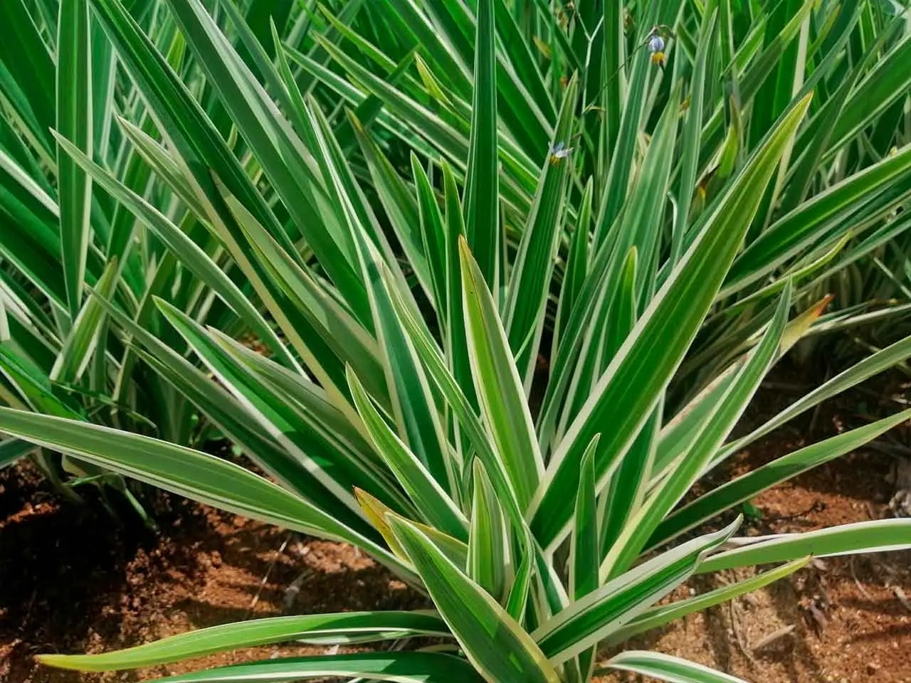 Dianella Tasmanica en nuestro cultivo de Poás, Costa Rica (foto 1)