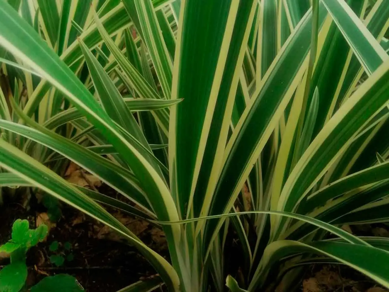 Plantas de mi Tierra crops in Poás