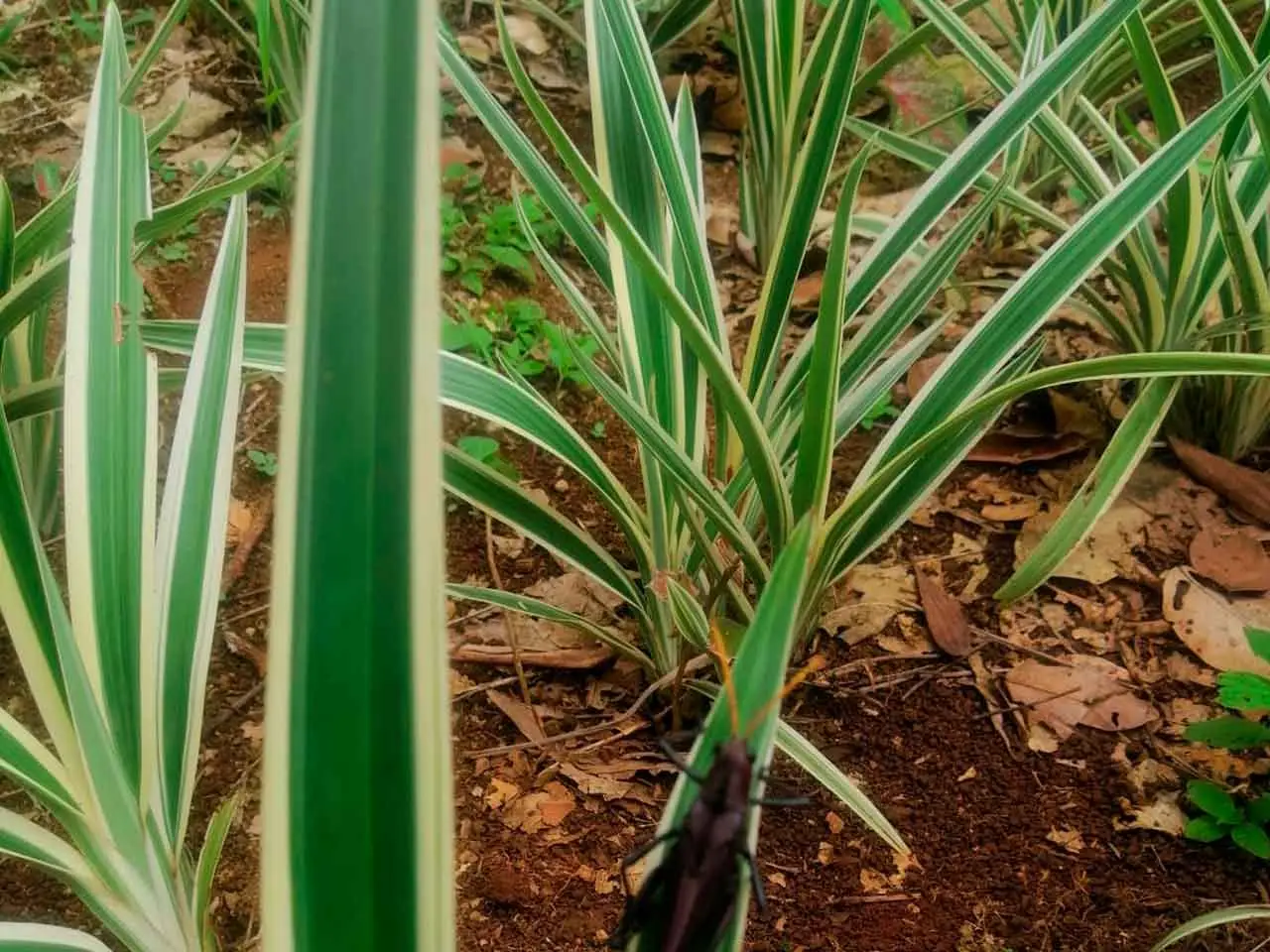 Dianella Tasmanica en nuestro cultivo de Poás, Costa Rica (foto 4)