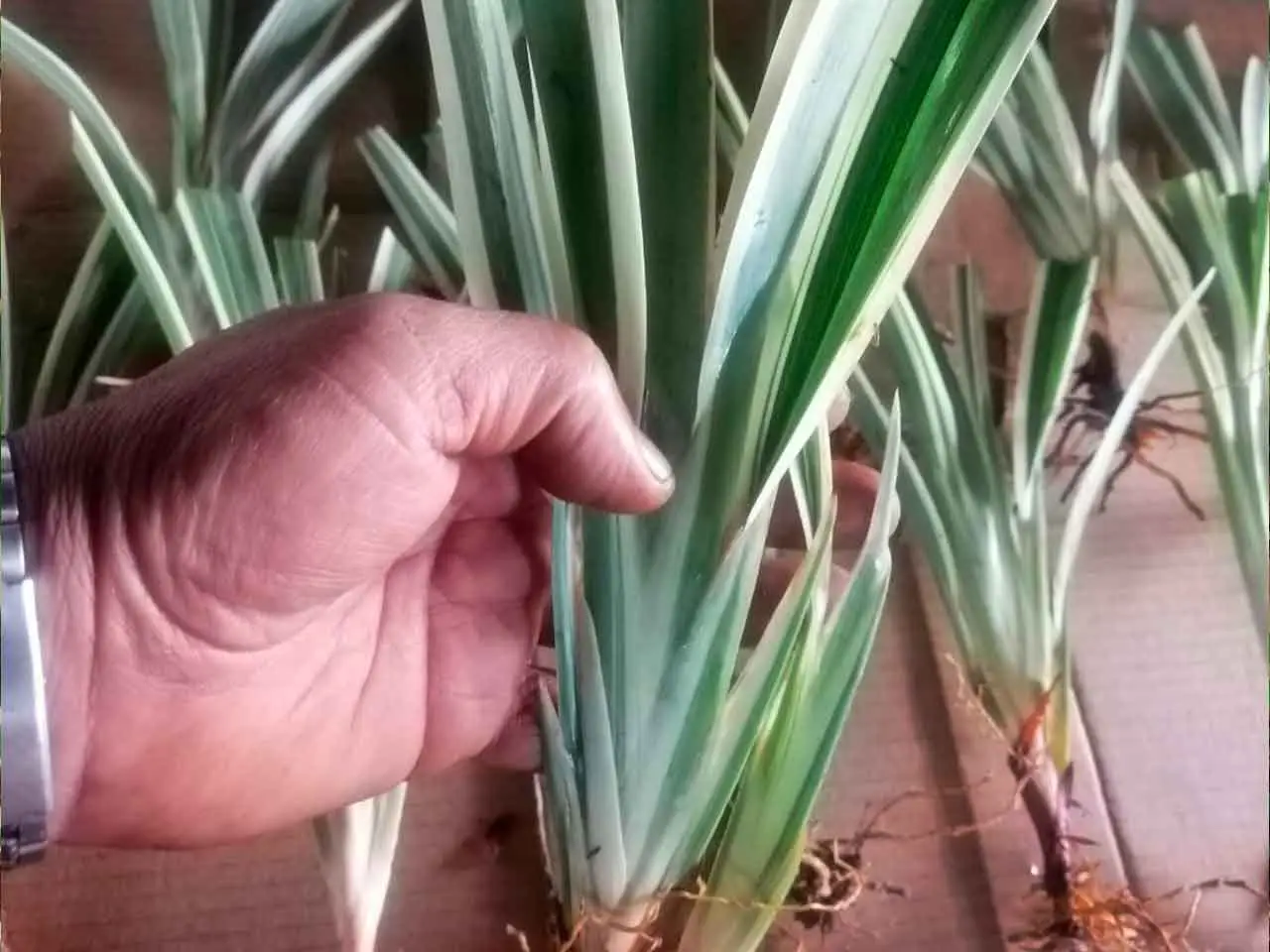 Dianella Tasmanica en nuestro cultivo de Poás, Costa Rica (foto 5)