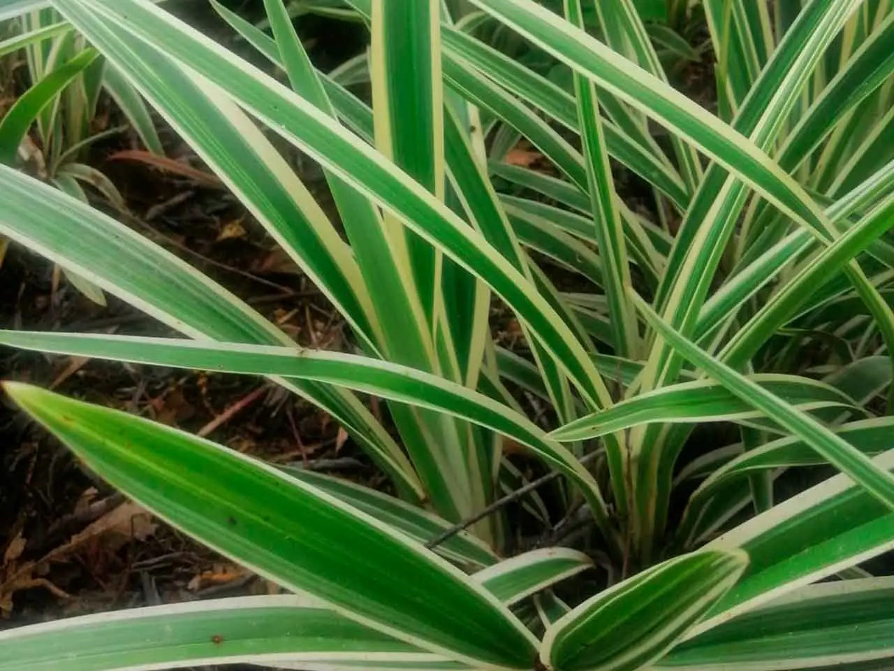 Dianella Tasmanica en nuestro cultivo de Poás, Costa Rica (foto 6)