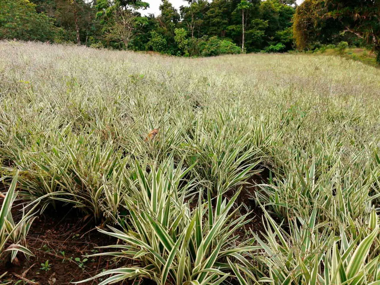 Dianella Tasmanica en nuestro cultivo de Poás, Costa Rica (foto 8)