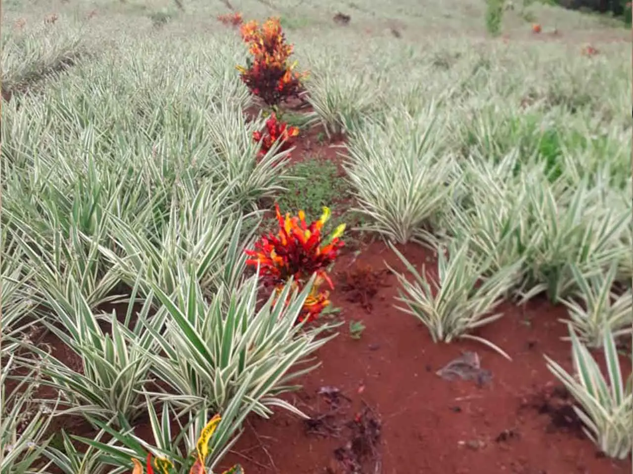 Dianella Tasmanica en nuestro cultivo de Poás, Costa Rica (foto 10)