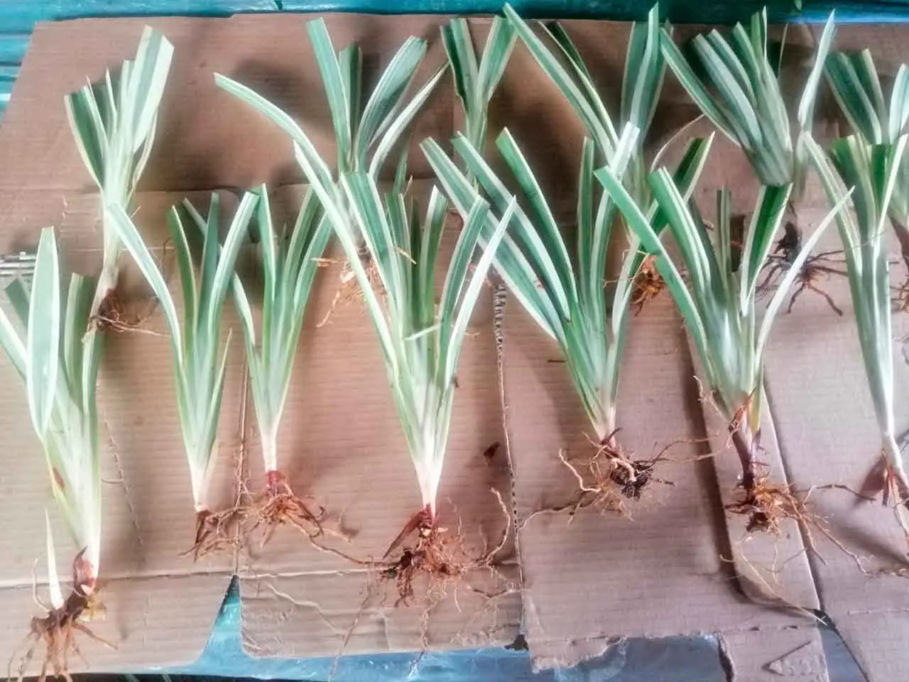 Dianella Tasmanica en nuestro cultivo de Poás, Costa Rica (foto 11)