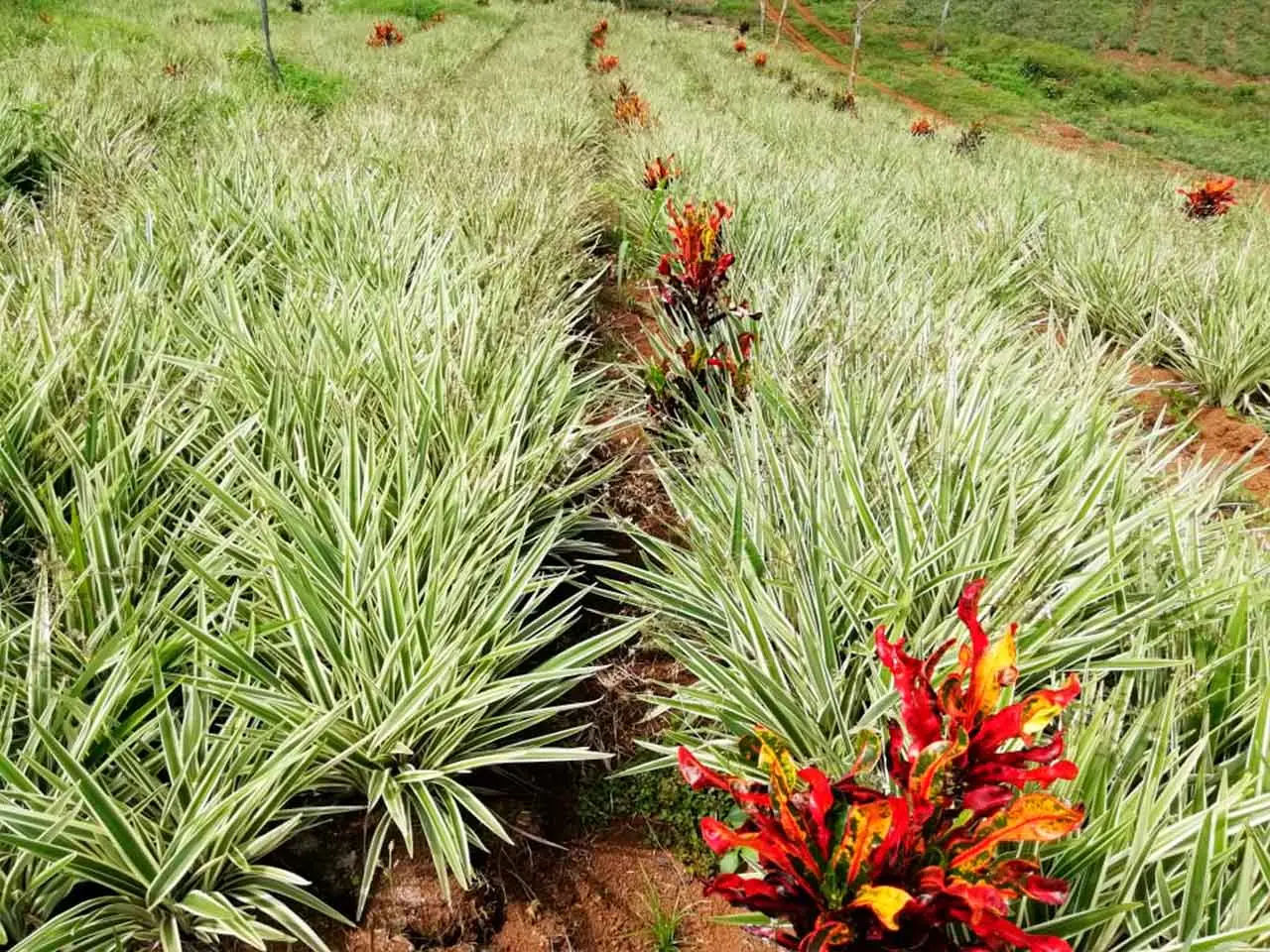 Dianella Tasmanica en nuestro cultivo de Poás, Costa Rica (foto 12)