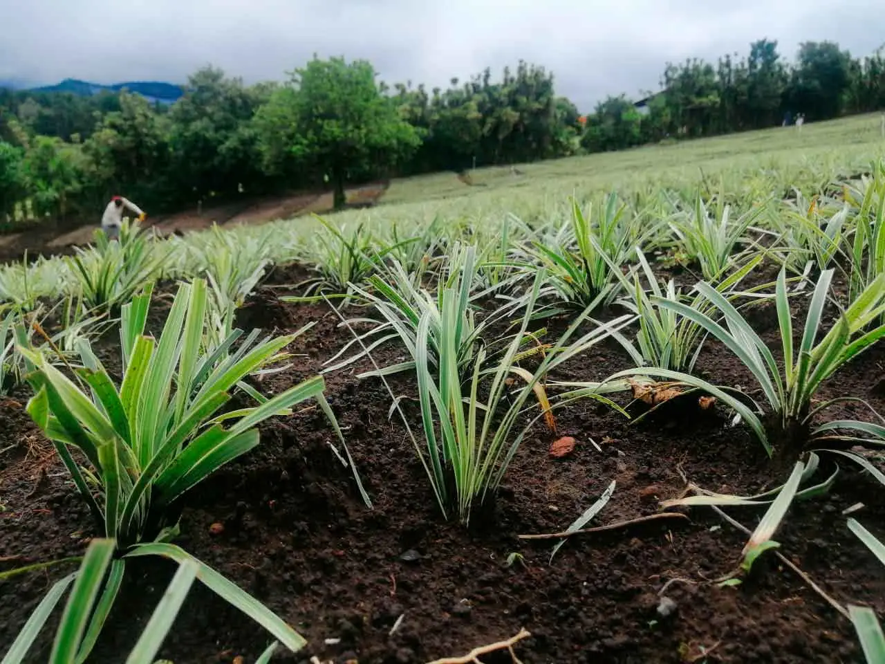 Liriope Aztec Grass on our farm in Poás, Costa Rica (photo 1)