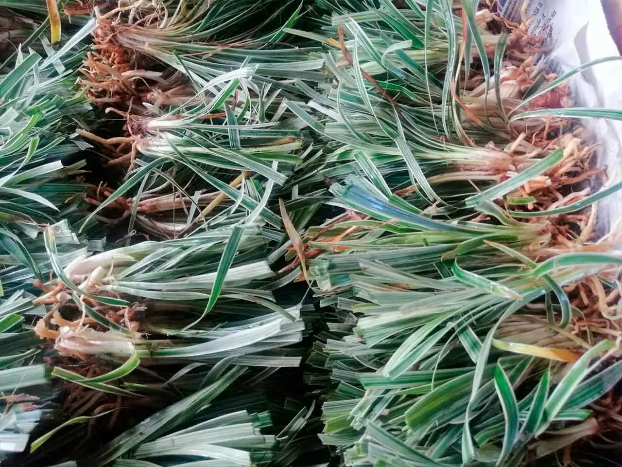 Liriope Aztec Grass on our farm in Poás, Costa Rica (photo 5)