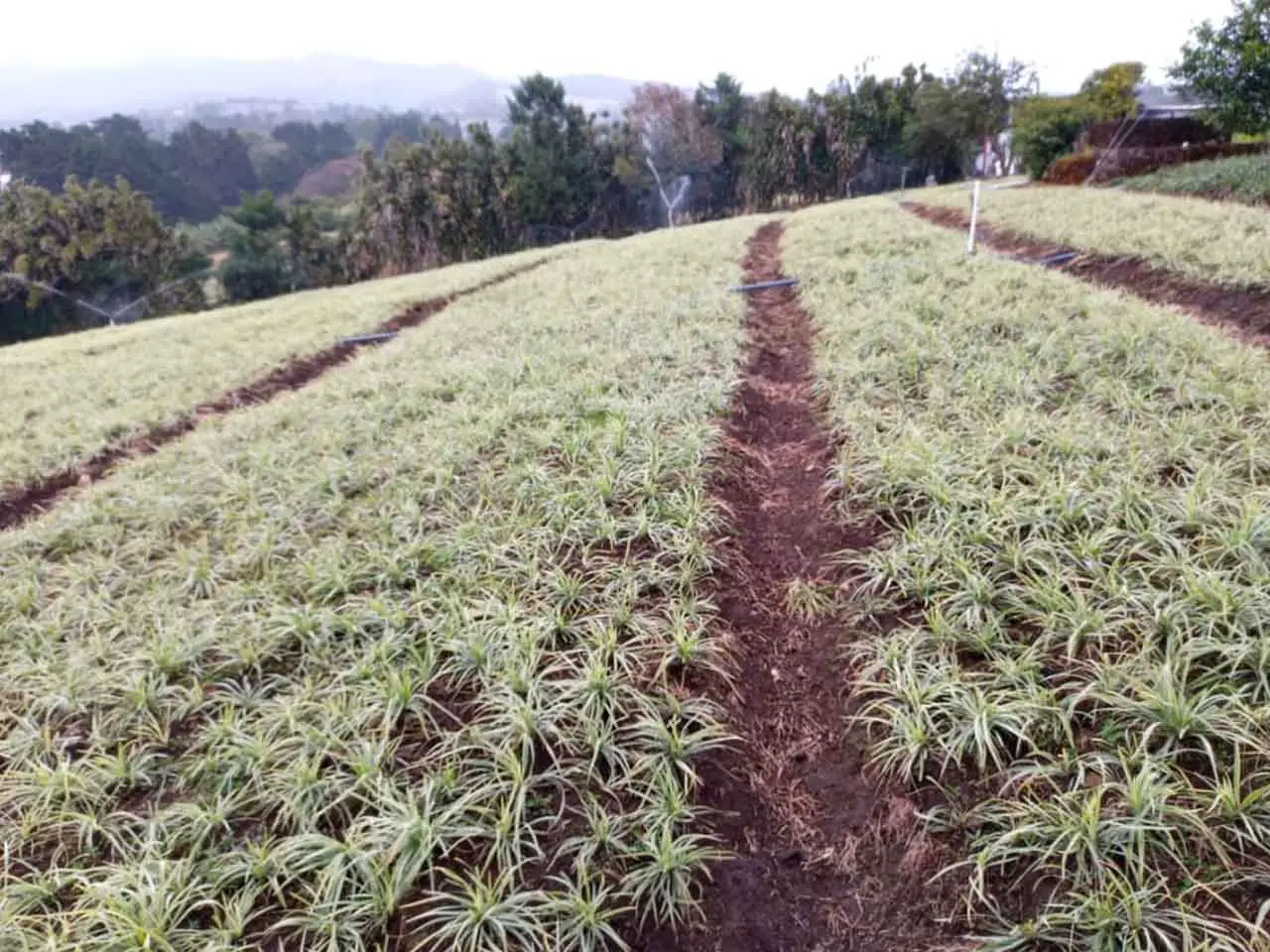 Liriope Aztec Grass on our farm in Poás, Costa Rica (photo 6)
