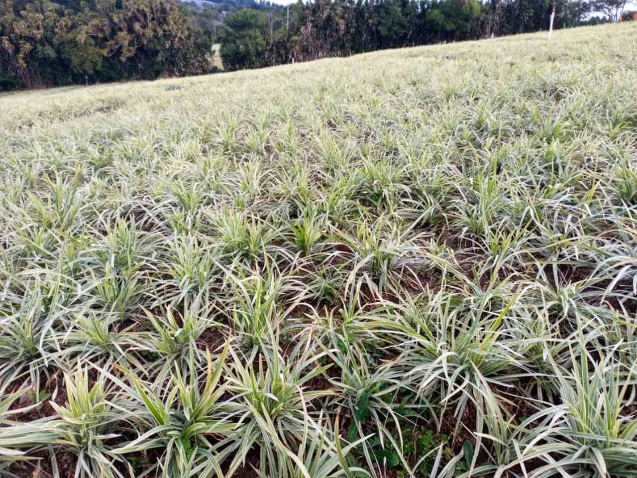Liriope Aztec Grass on our farm in Poás, Costa Rica (photo 8)