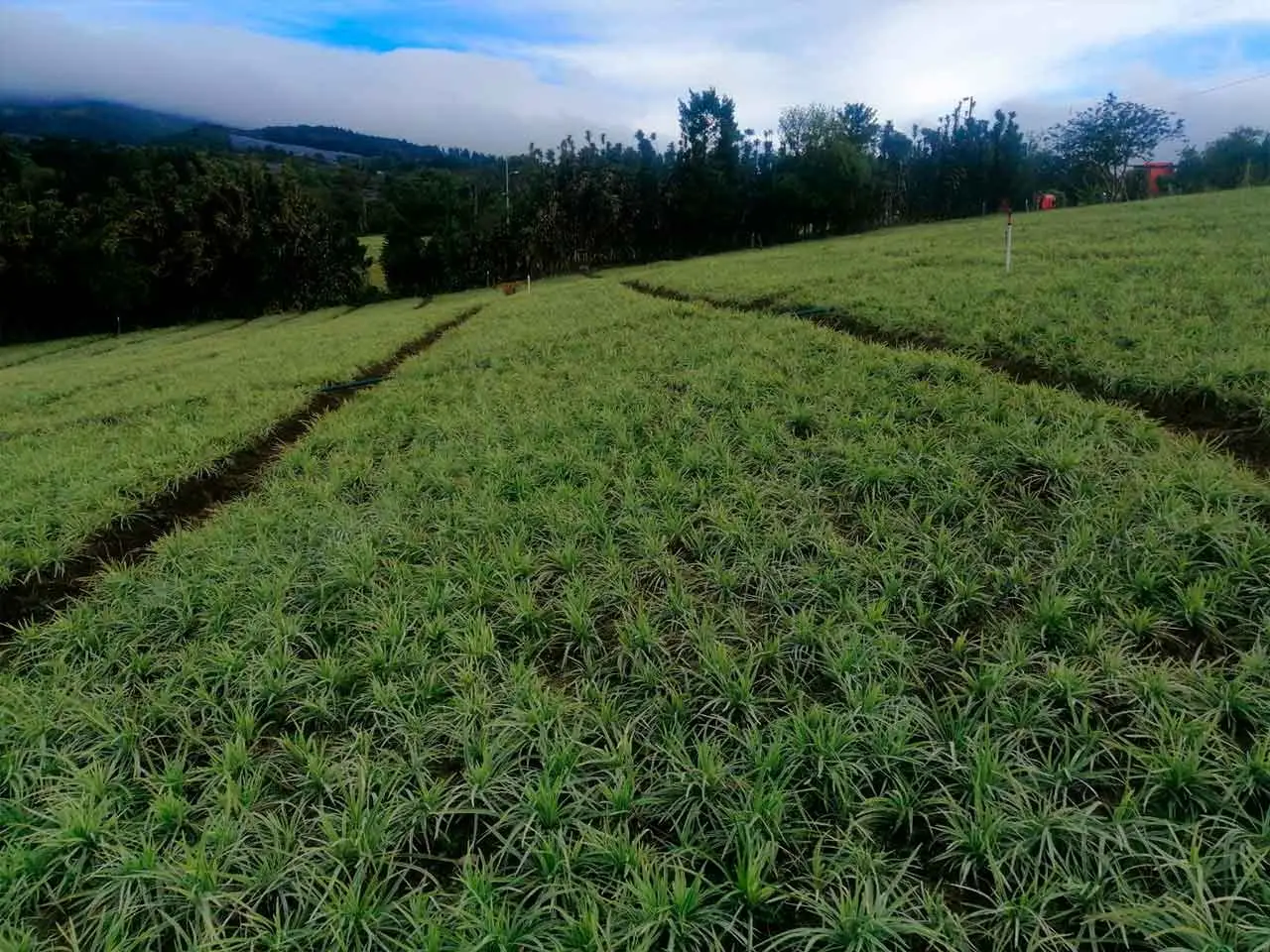Liriope Aztec Grass on our farm in Poás, Costa Rica (photo 9)