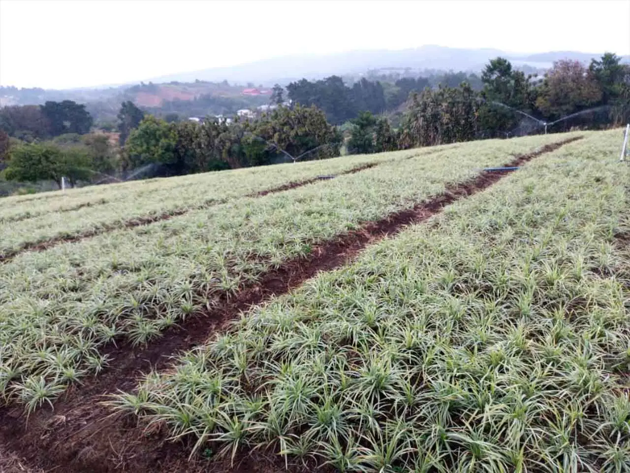 Liriope Aztec Grass on our farm in Poás, Costa Rica (photo 11)
