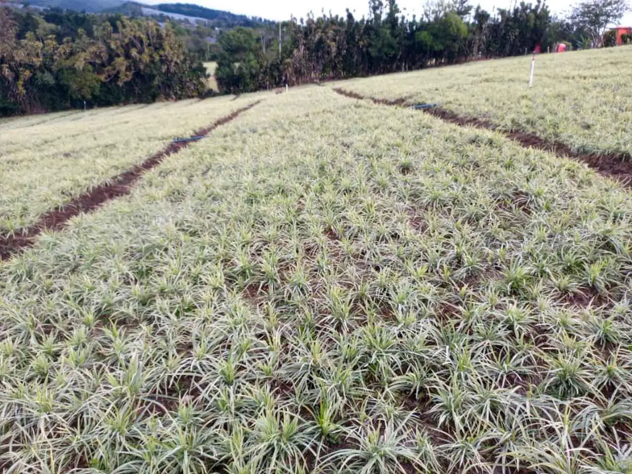 Liriope Aztec Grass on our farm in Poás, Costa Rica (photo 12)
