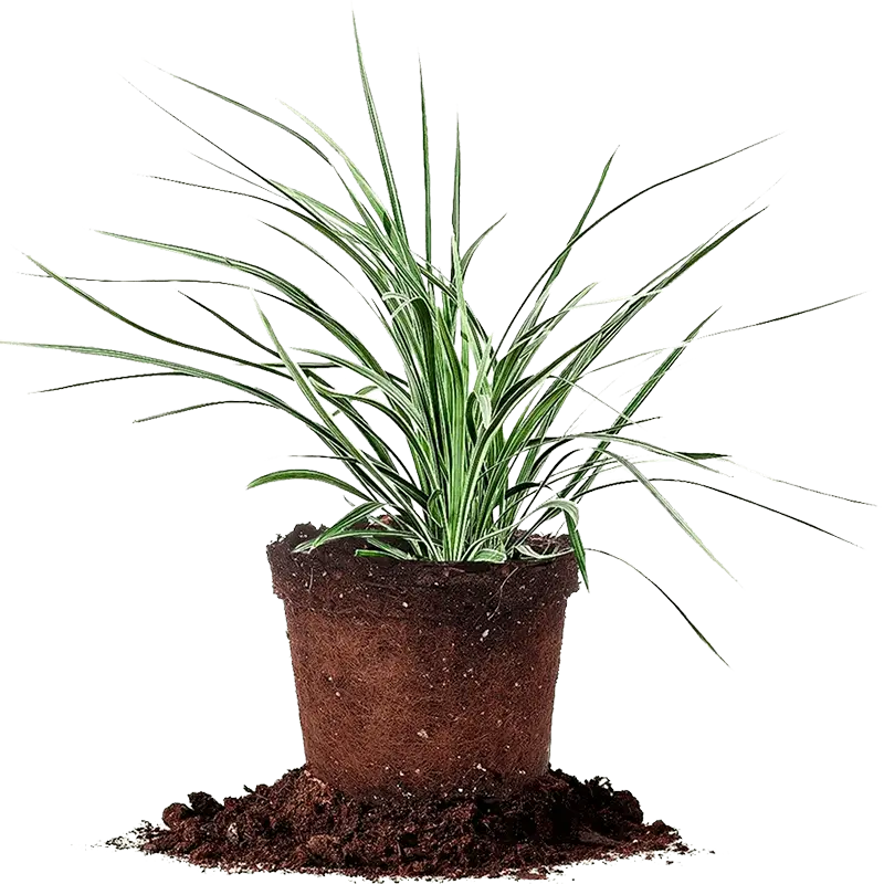 Liriope Aztec Grass (Ophiopogon intermedius 'Argenteomarginatus')