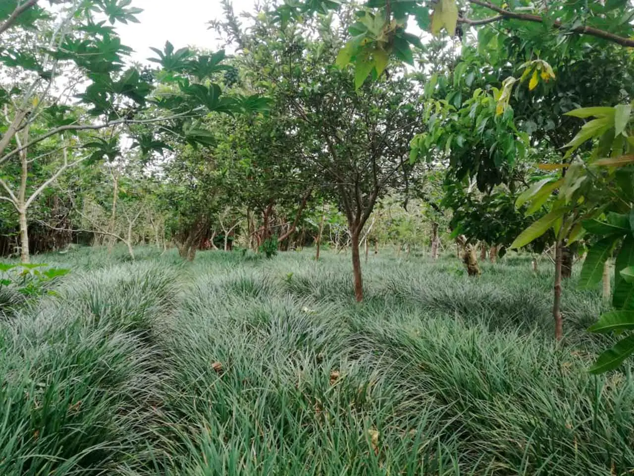 Liriope Ever Green on our farm in Poás, Costa Rica (photo 1)