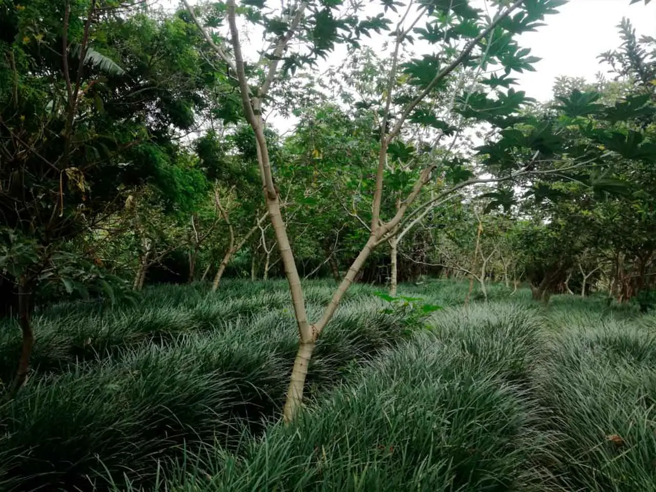 Liriope Ever Green on our farm in Poás, Costa Rica (photo 4)