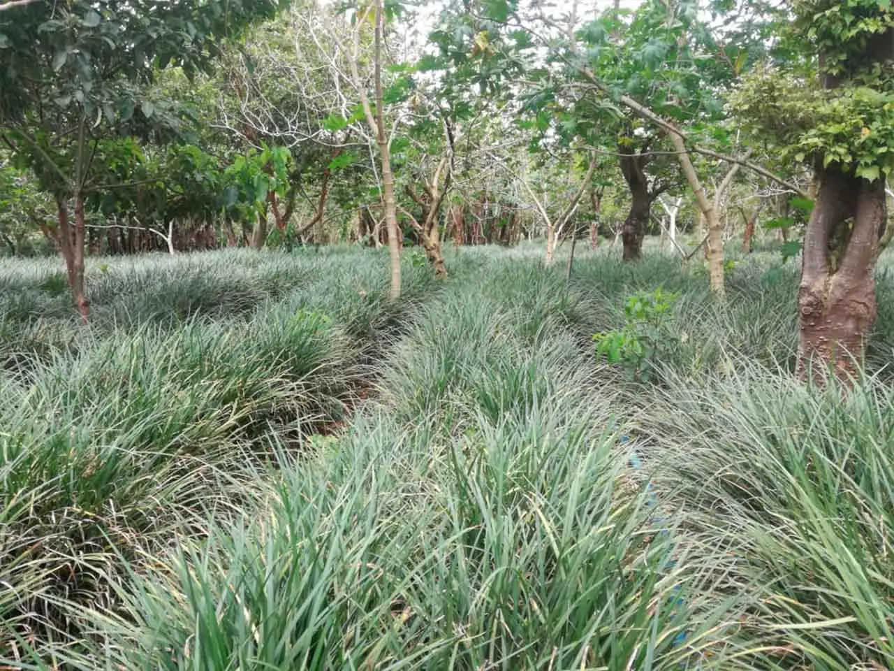 Liriope Ever Green on our farm in Poás, Costa Rica (photo 6)