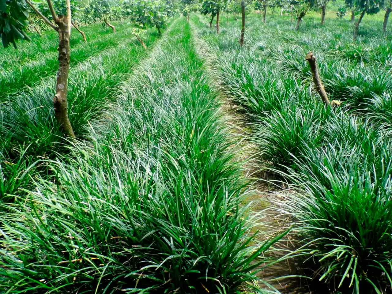 Liriope bundles ready for dispatch