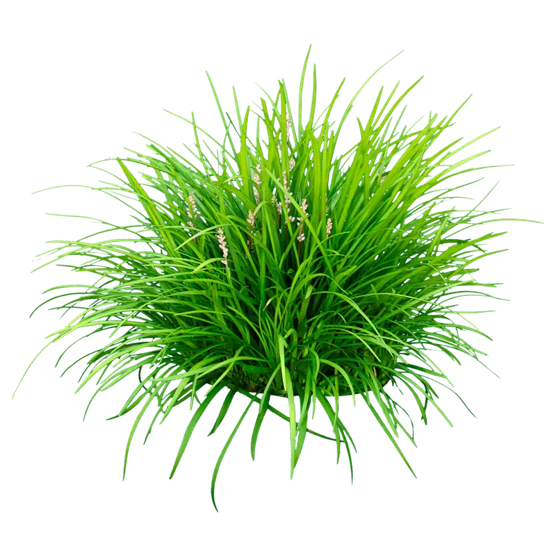 Liriope Ever Green (Liriope sp.)
