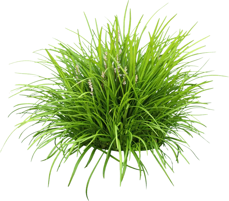 Flowering liriope clump
