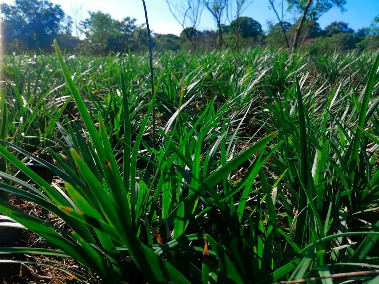 Liriope Super Blue en nuestro cultivo de Poás, Costa Rica (foto 6)