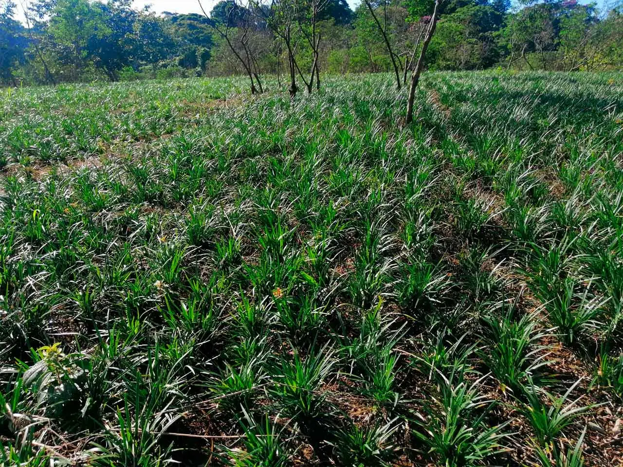 Liriope Super Blue en nuestro cultivo de Poás, Costa Rica (foto 7)