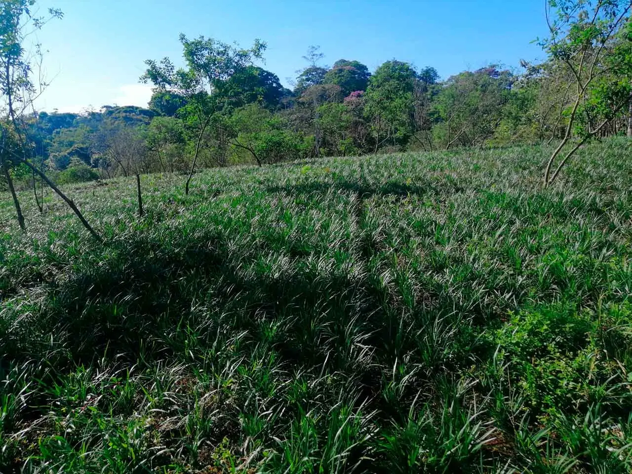 Liriope Super Blue en nuestro cultivo de Poás, Costa Rica (foto 8)