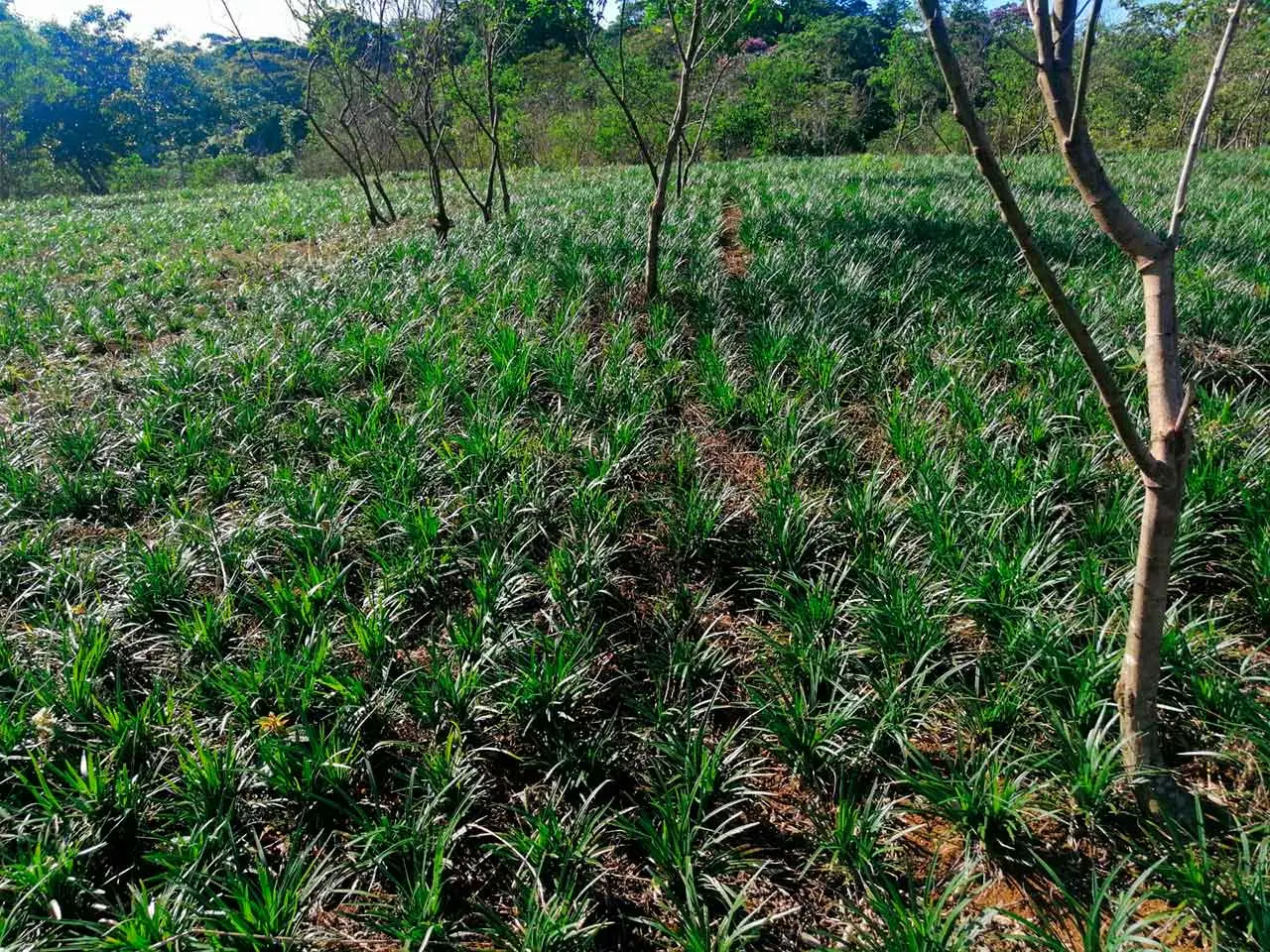 Liriope Super Blue en nuestro cultivo de Poás, Costa Rica (foto 10)