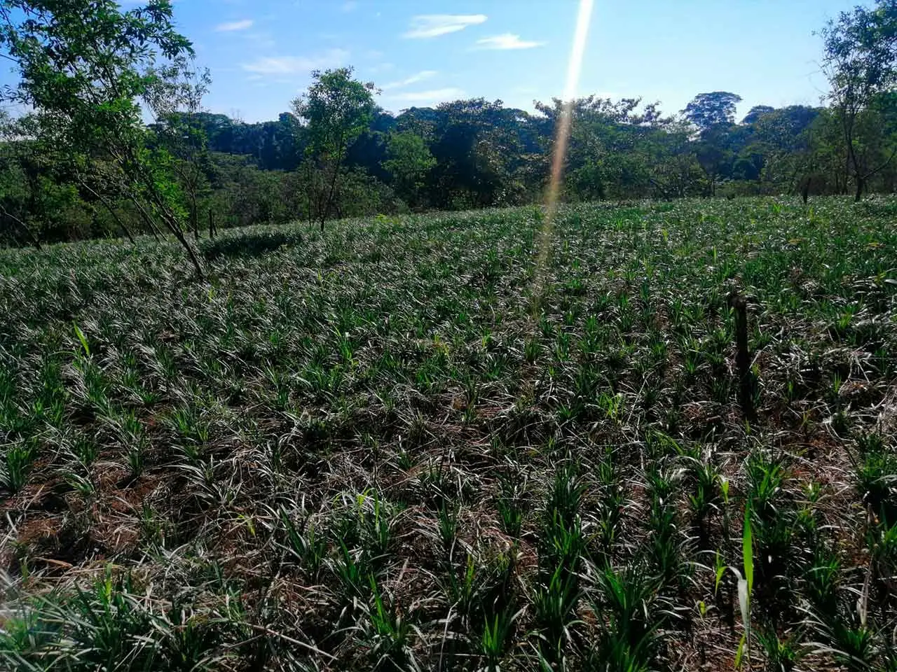 Liriope Super Blue en nuestro cultivo de Poás, Costa Rica (foto 11)