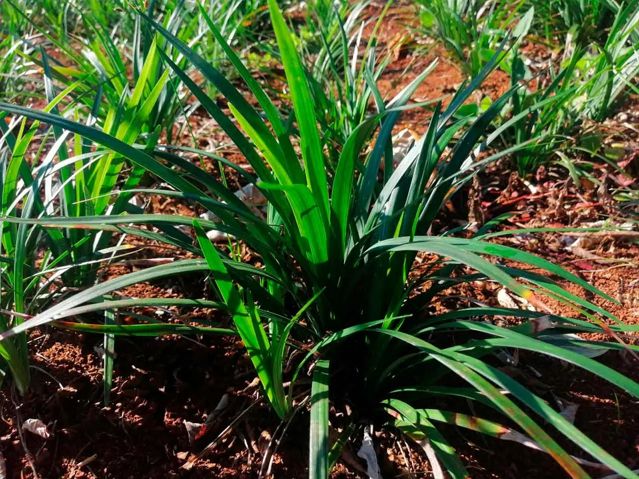 Liriope Super Blue en nuestro cultivo de Poás, Costa Rica (foto 12)