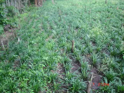 Liriope Super Blue en nuestro cultivo de Poás, Costa Rica (foto 13)