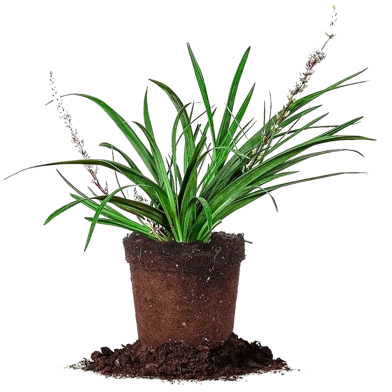 Liriope Super Blue (Liriope muscari 'Super Blue')