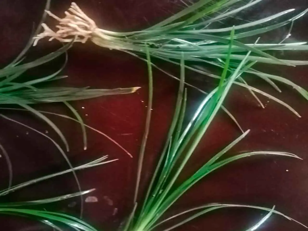 Mondo Grass en nuestro cultivo de Poás, Costa Rica (foto 2)