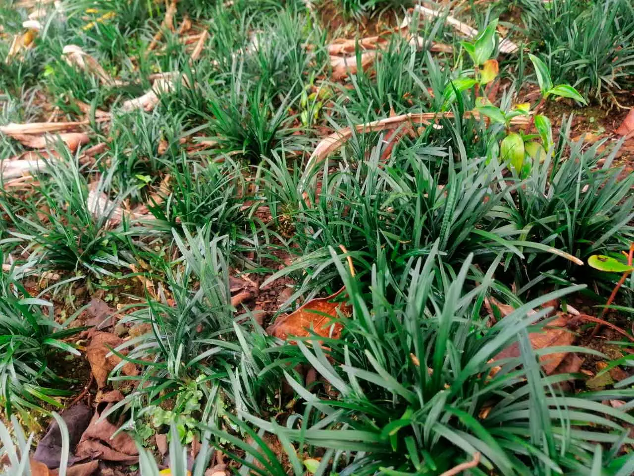 Mondo Grass en nuestro cultivo de Poás, Costa Rica (foto 5)