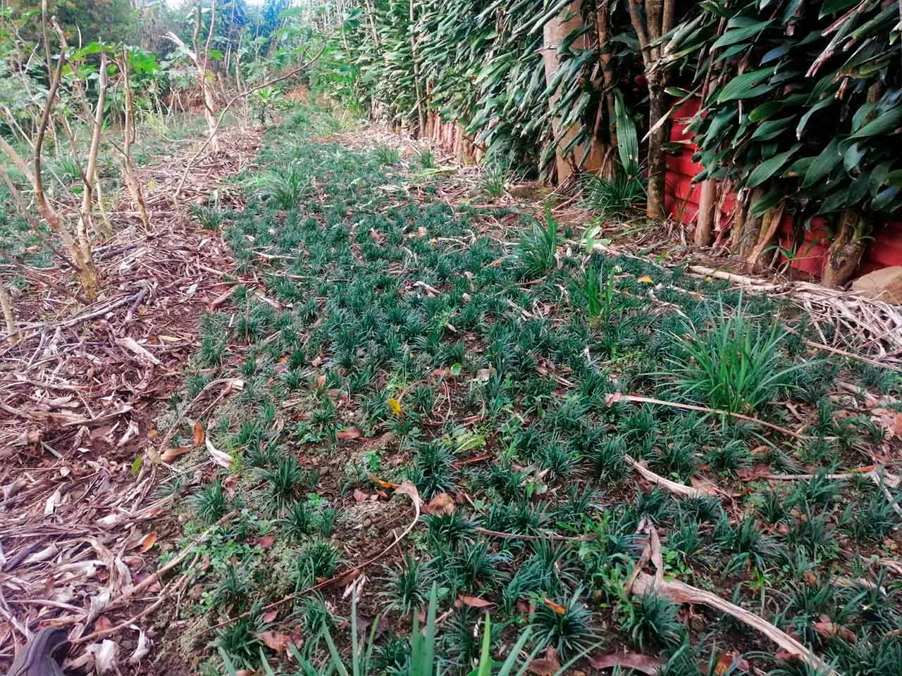 Mondo Grass Dwarf on our farm in Poás, Costa Rica (photo 2)