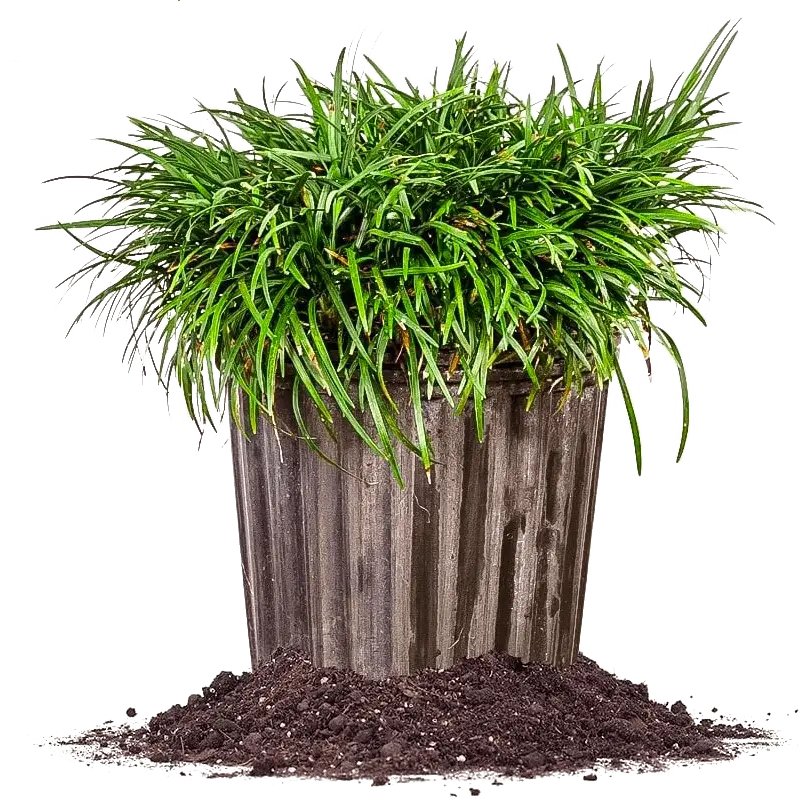 Mondo Grass (Ophiopogon japonicus)