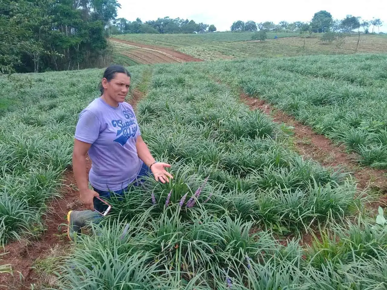Plantas de mi Tierra crops in Poás